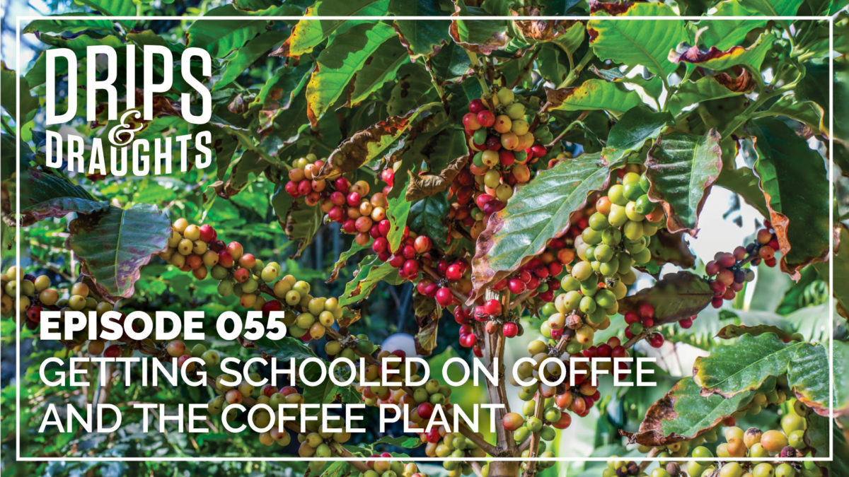 055: Getting Schooled on Coffee and the Coffee Plant with Denet Lewis